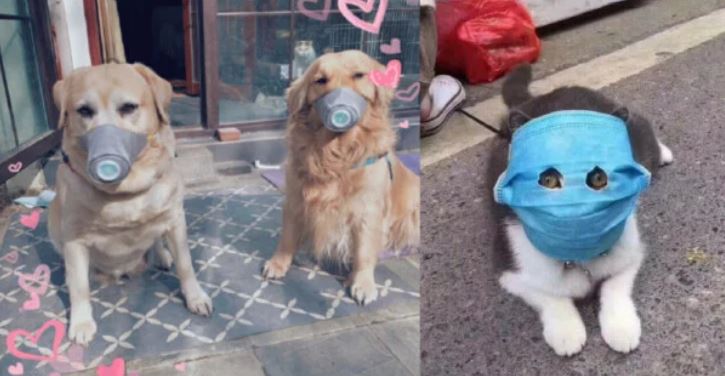 Coronavirus en China: Hasta perros y gatos usan “tapahocicos”