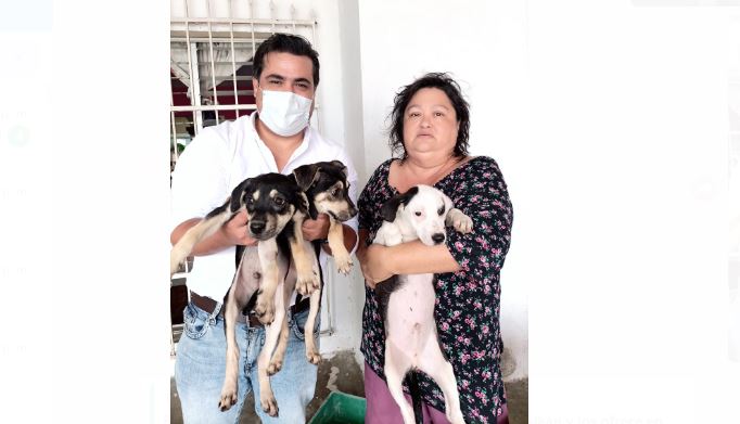 Rescata Cultur a otros tres “perritos sagrados” de Kukulkán y los ofrece en adopción