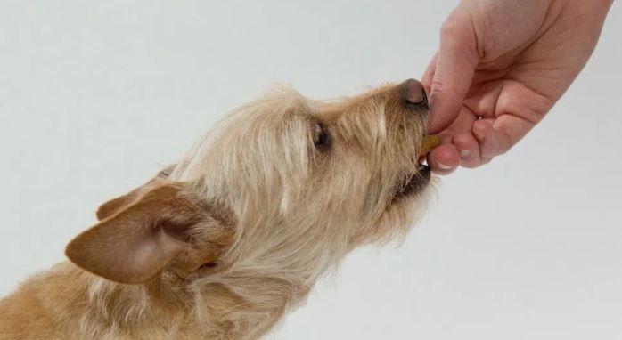 ¿Cuántas veces al día debes de alimentar a tu perro?