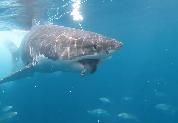 (VIDEO) Captan a enorme tiburón blanco mordiendo jaula de buceo