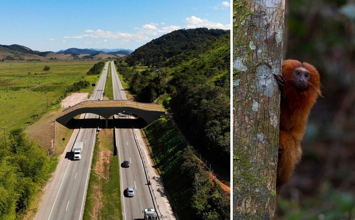 Construyen puente para monos en peligro de extinción en reserva de Brasil
