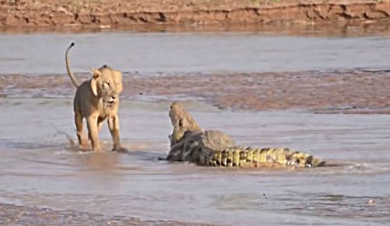 Espectacular batalla a muerte entre un cocodrilo y un león