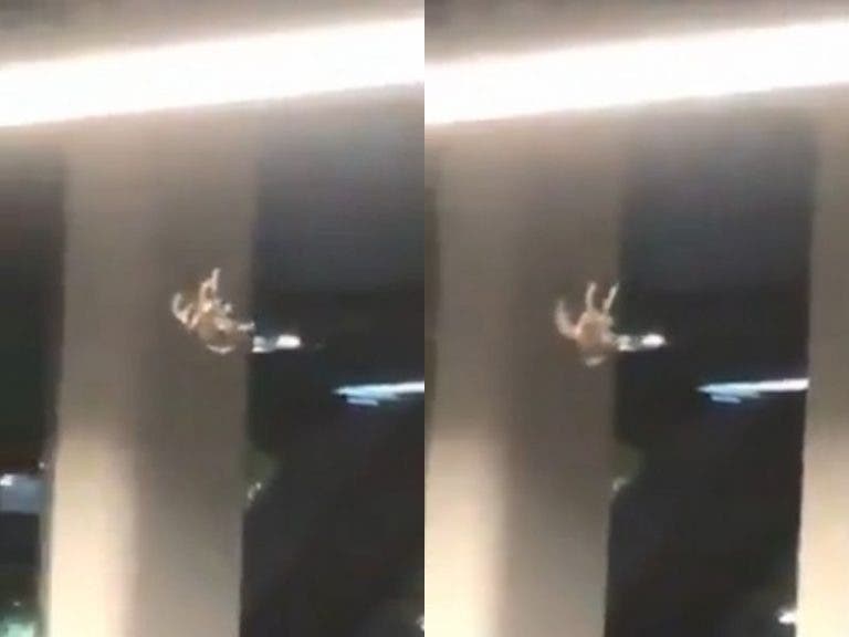 VIDEO: Experto opina sobre supuesta araña gigante en el Metro