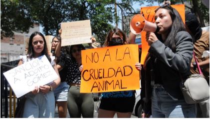 Activistas cierran Av. Reforma por sacrificio de una gallina en el Senado