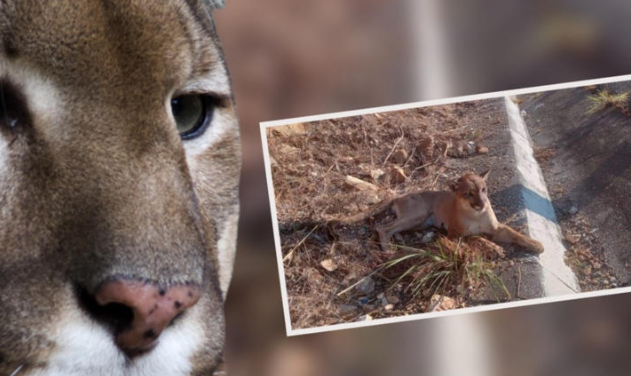 EE.UU.: Hallan a puma muerto en autopista; donde construyen cruce de vida silvestre