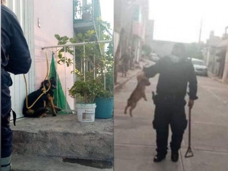 Edomex: Captan agentes de la policía maltratando a animales en plena calle