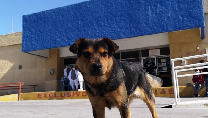Muere de Covid-19 y su perro ya lleva un mes esperando afuera del hospital