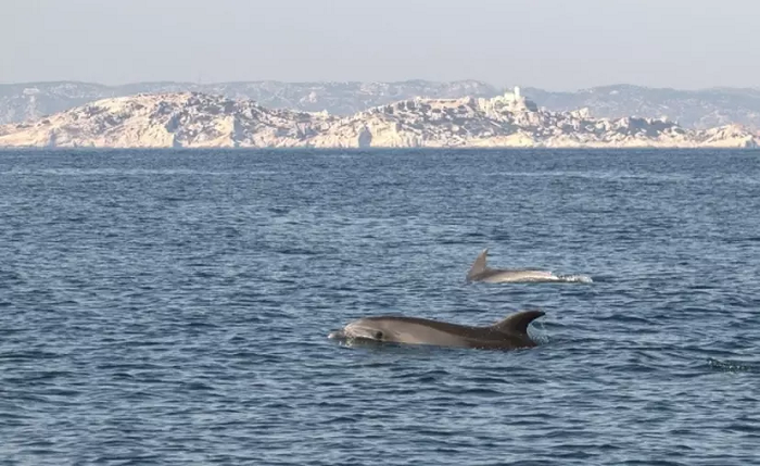 (VIDEO) Los humanos desaparecen del mar y las ballenas salen a jugar