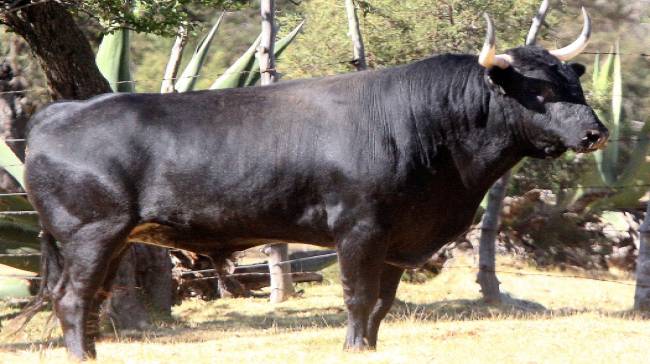 Yucatán: Graban el momento en que un toro cornea a un torero