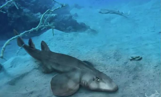 Tiburones muy evolucionados ya surcaban los mares del Jurásico