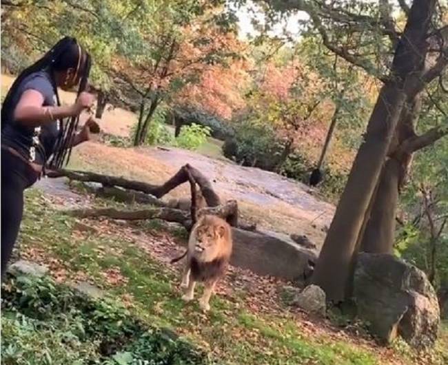 Mujer entra al foso de un león en un zoo de Nueva York para 'torearlo' (VIDEO)