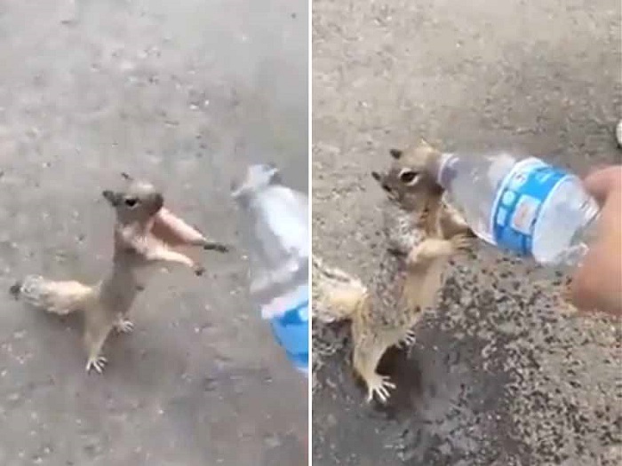 Una ardilla suplica a un joven que le dé agua de su botella