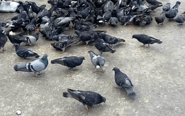 Un mujer alimenta a palomas de Mérida y estudiante le dice que debe dejarlas morir