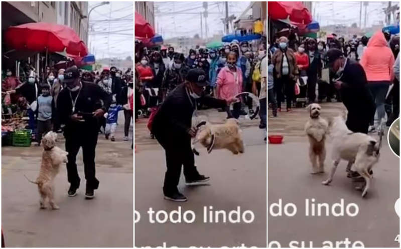 Perrito 'artista' es atacado por un perro callejero mientras hacía su "show"