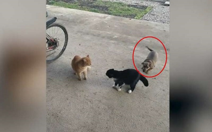 ¡Hay vídeo! Perrito enloquece al ver a dos gatos 'discutiendo'