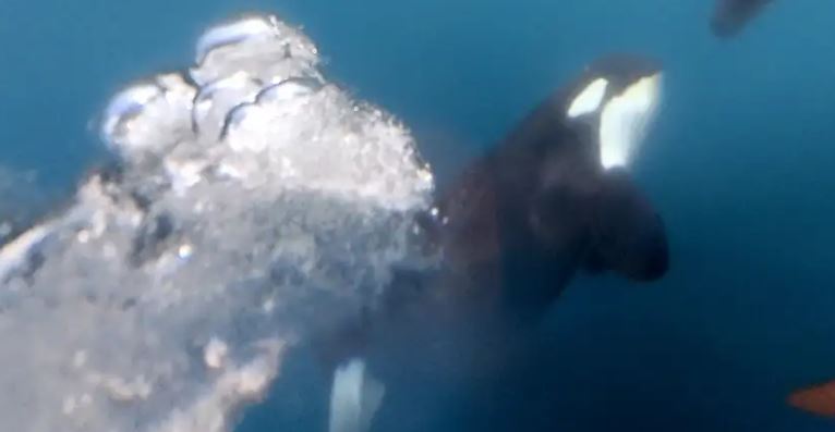 Orcas hunden otro barco en el Estrecho de Gibraltar