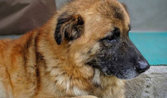 Perrito espera 3 meses a su dueño en hospital; no sabe que ya murió de Covid