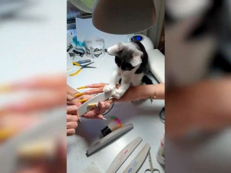 VIDEO: Captan gato ayudando a hacer manicure y limar uñas