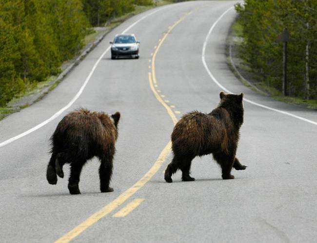 (VIDEO) Captan colosal pelea entre dos osos 'grizzly'