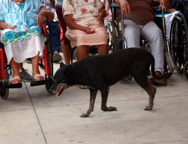 Proliferación de perros callejeros en Mérida ya es grave