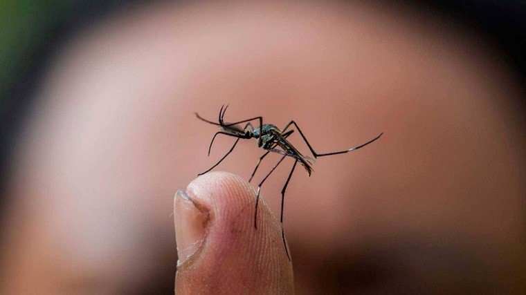 Muerte por dengue en Jalisco acecha récord