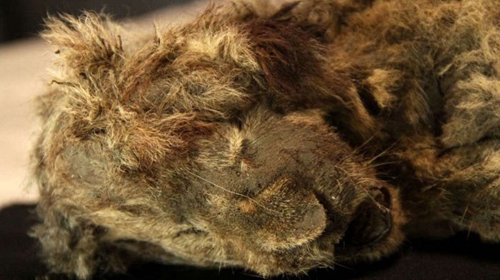 Encuentran  casi intacto a cachorro de león de más de 28 mil años