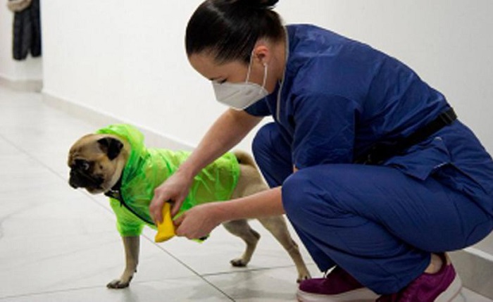 Harley, el perro terapeuta que asiste al personal clínico que combate al coronavirus