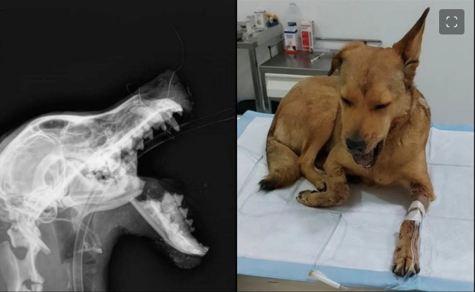 Con un cohete, destrozan el hocico de “Belén”, una perrita callejera en León