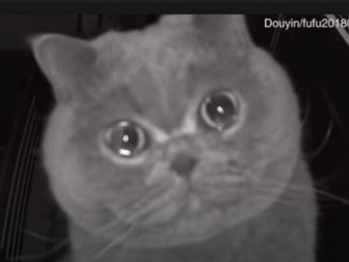 Gatito llora al escuchar a su dueña en un vídeo