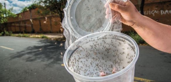 EE.UU. liberará 750 millones de moscos genéticamente modificados para detener el dengue