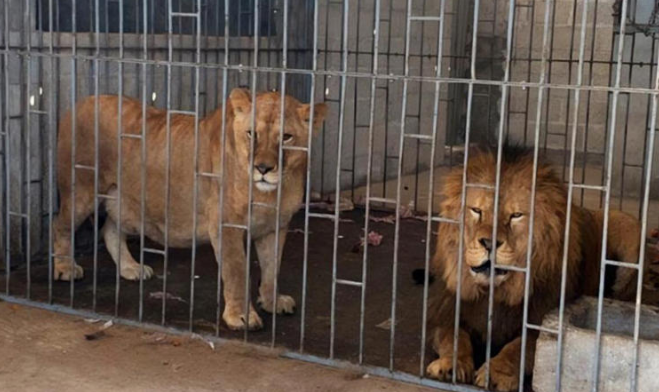 Puebla: Rescatan a pareja desnutrida de leones africanos en domicilio particular