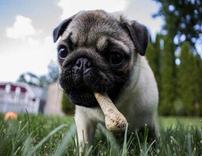 Alertan por golosinas para perro con salmonela; se transmite a humanos