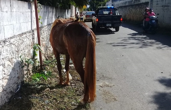 Yucatán: Un caballo desbocado embiste a una motociclista