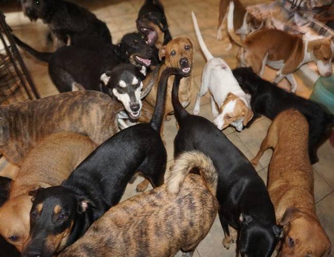 Mujer salva a 97 perros de la furia de Dorian