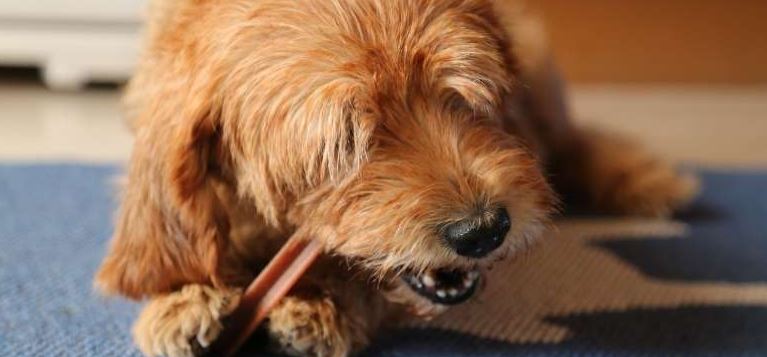 Dar alimentos crudos a mascotas podría causarles salmonela y amibas: UNAM