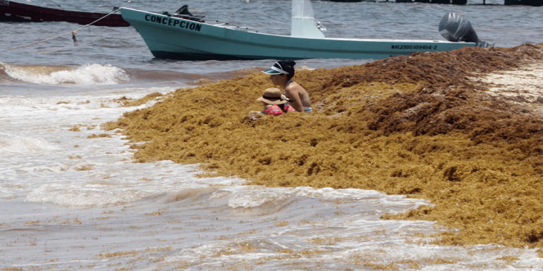 Turistas se bañarán entre sargazo en el Caribe mexicano; regresará en miles de toneladas